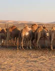 Camels at a working farm in the Al Khatim desert near Abu Dhabi
