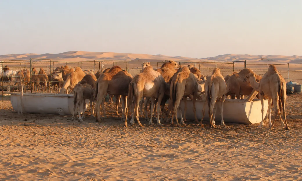 Camels at a working farm in the Al Khatim desert near Abu Dhabi