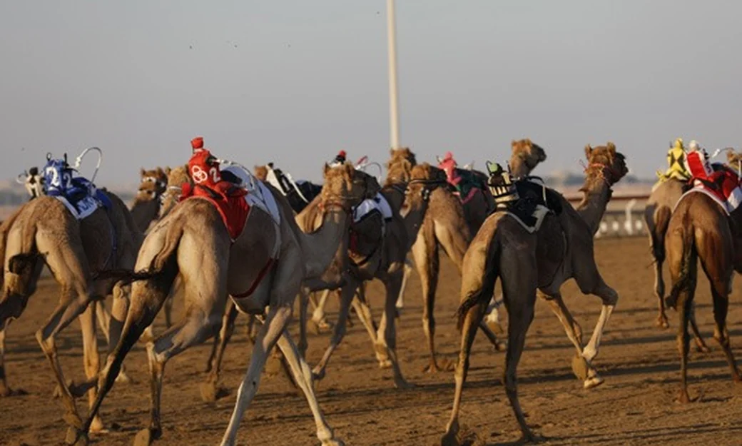 Racing camels training at the Al Wathba camel race track