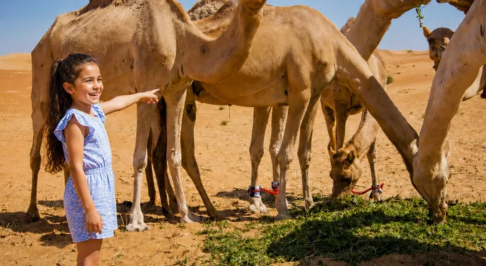 Child meeting calm camels at an Abu Dhabi desert camel farm