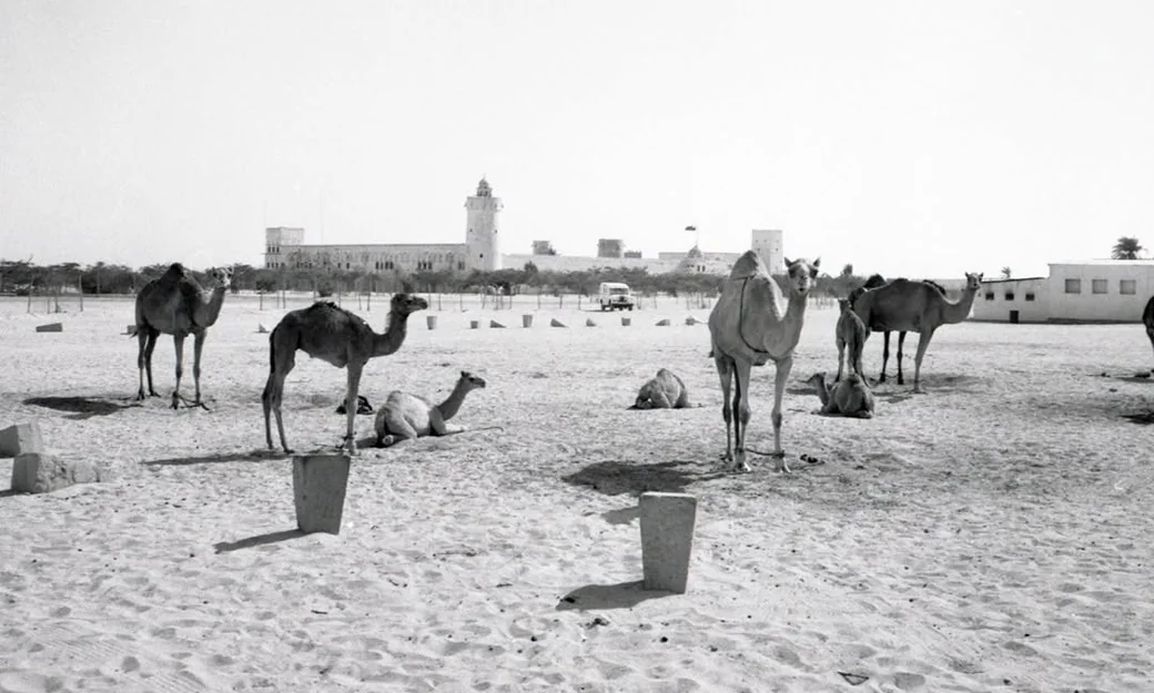 Historic camel grounds in Abu Dhabi