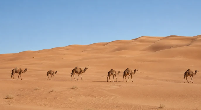 Camels walking across the Liwa desert during the Self Drive Adventure camel farm stop