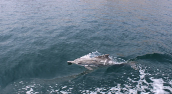 Dolphin swimming beside a boat during a Musandam dhow cruise