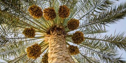 Liwa Dates Festival - 2026