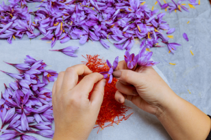 Kashmir Saffron Bloom Tour