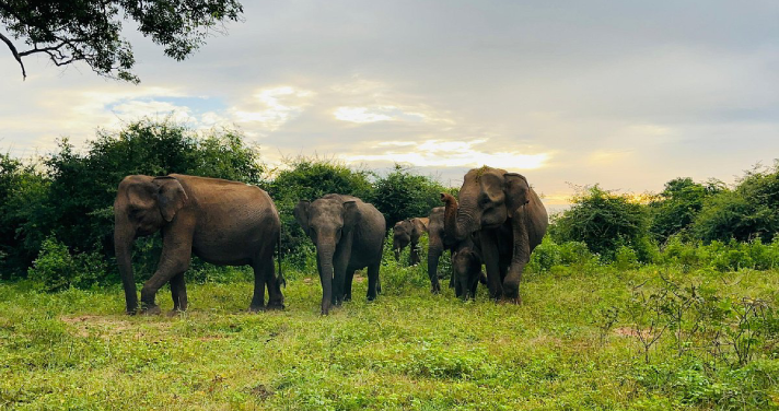 Elephants walking freely in a natural habitat in Sri Lanka