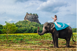 Tourist riding an elephant in Sri Lanka countryside