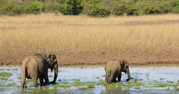 Elephants grazing in a Sri Lankan national park