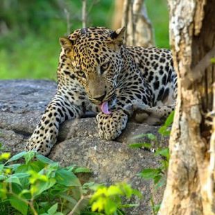 Leopard resting on a rock in Yala National Park, Sri Lanka