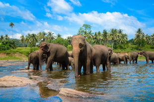 Wild elephants bathing at a river in Sri Lanka