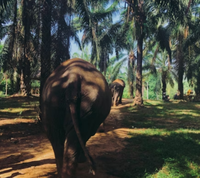 Sri Lanka Nature & Wildlife